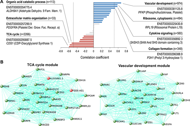 Vascular development and TCA cycle coexpression modules are the highest correlated networks in ccRCC progression.