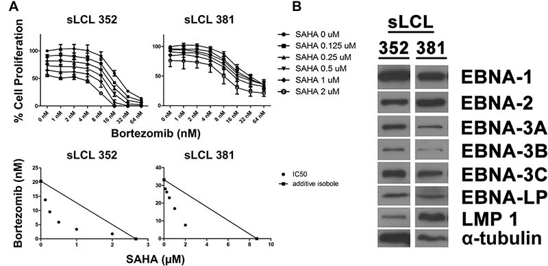 Effects of combination of SAHA and bortezomib on proliferation of lymphoblastoid cell lines (LCLs).