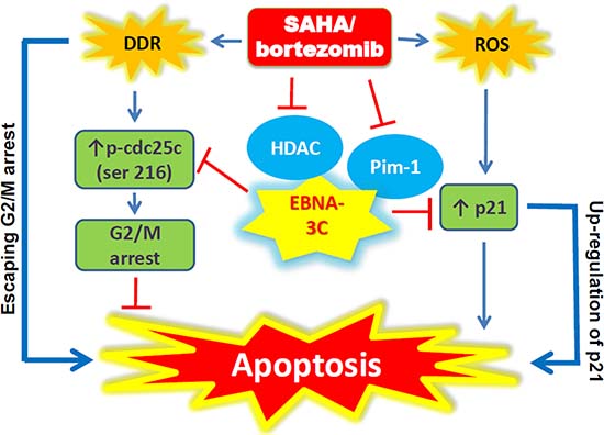Schematic diagram illustrating the potential mode of action of SAHA/bortezomib in EBNA3C-expressing cells.