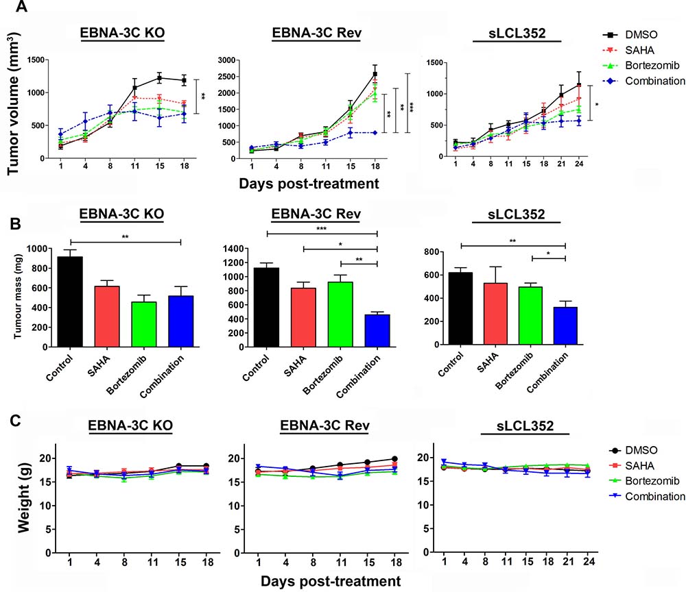 Effects of SAHA/bortezomib on the growth suppression of EBNA3C-knockout (KO), EBNA3C-revertant (Rev) and sLCL 352 xenografts in SCID mice.