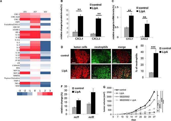 Anti-tumor effect of LipA was correlated with neutrophil infiltration.