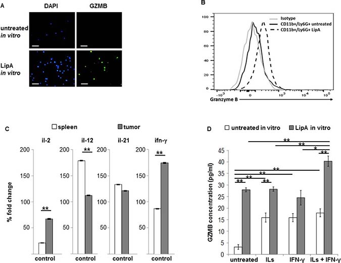 Tumor cytokines and LipA together induced strong expression of granzyme B in spleen and tumor neutrophils.