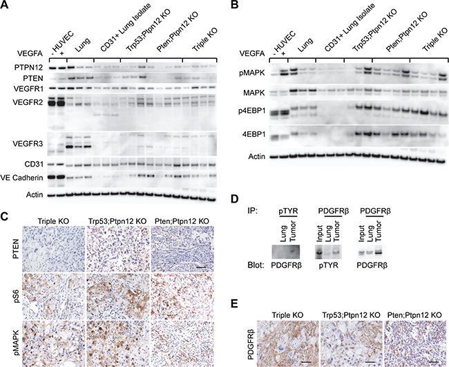 mTOR and MAPK pathways are activated in murine angiosarcoma.