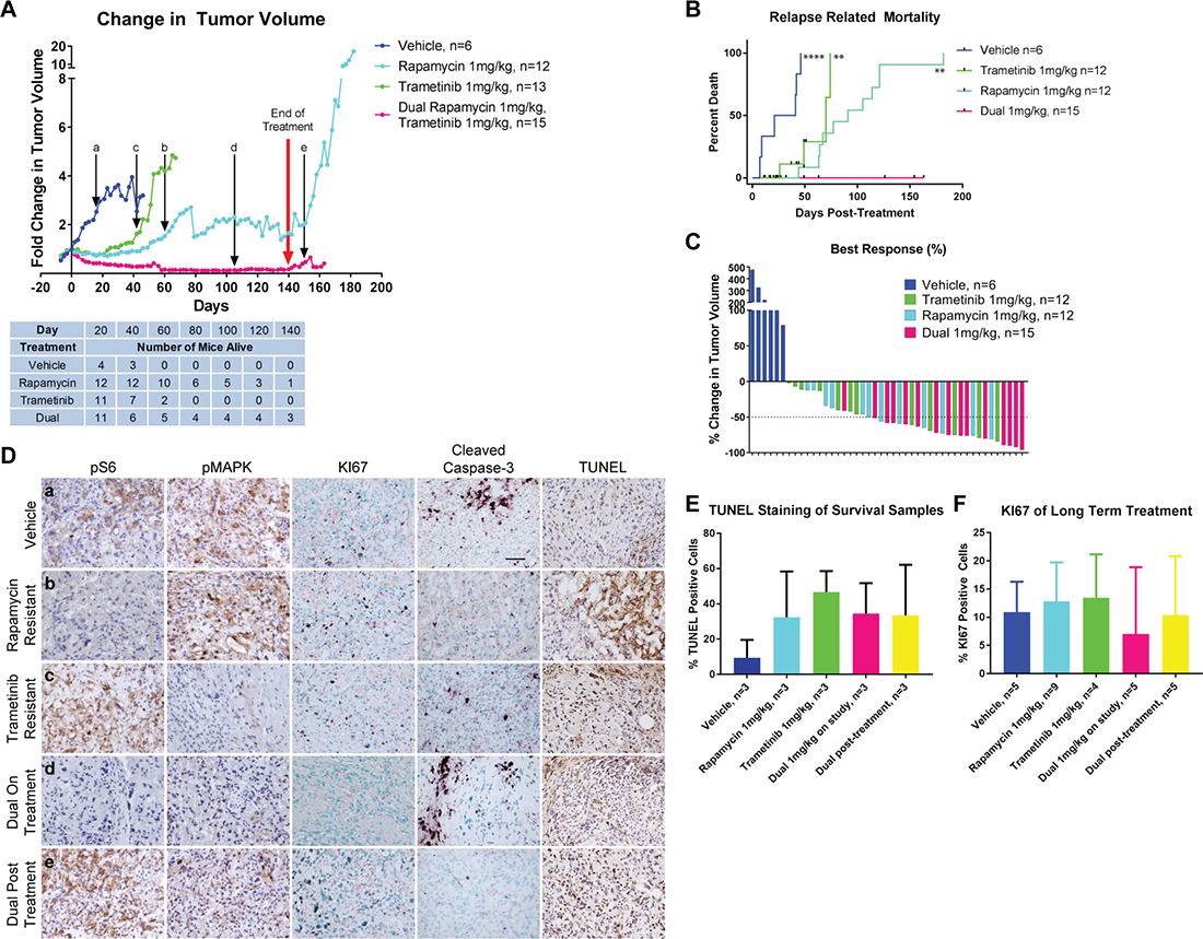 Long-Term Treatment using both rapamycin and trametinib results in sustained disease regression.