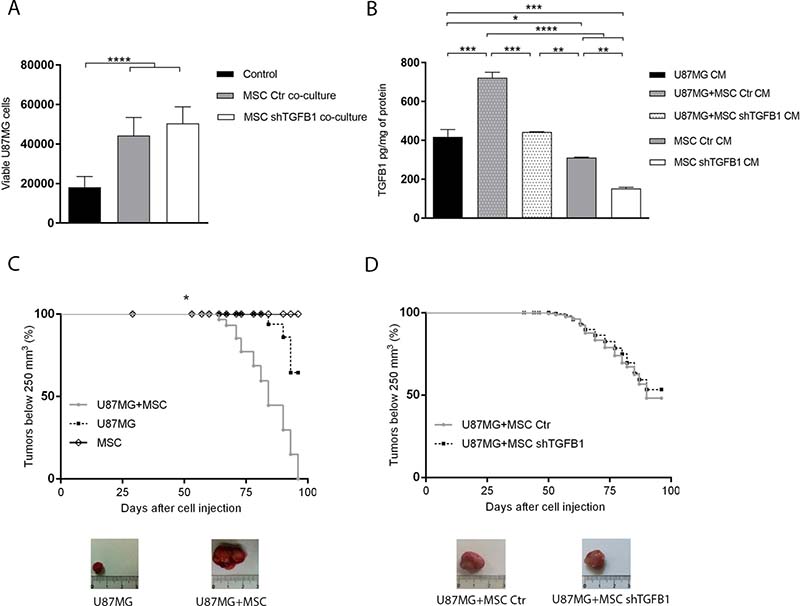 Effects of MSC on GBM cell tumorigenicity.