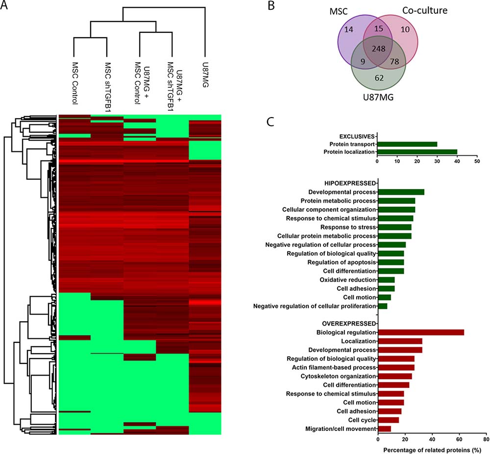 Secretome of MSC&#x2013;GBM co-cultures.