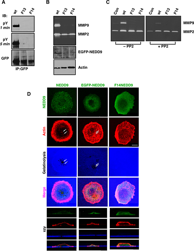 Effect of NEDD9 SD mutations on MMP secretion and invadopodia formation.