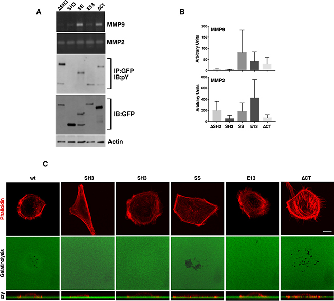 SD tyrosine phosphorylation and an intact SH3 domain are required for MMP9 secretion and invadopodia formation.