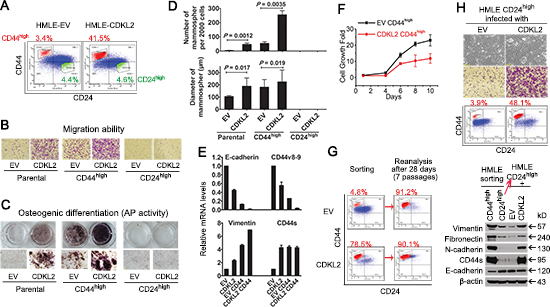 CDKL2 promotes direct transition of CD24high epithelial cells into CD44high cells and endows them with enhanced EMT and stem cell-like phenotypes.