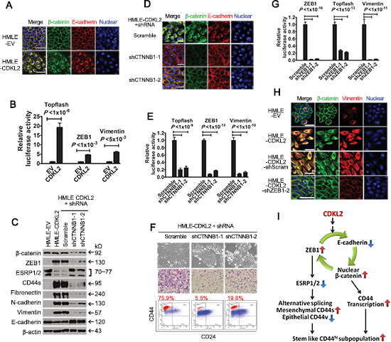 CDKL2 activates a positive feedback loop composed of ZEB1, E-cadherin and &#x03B2;-catenin.