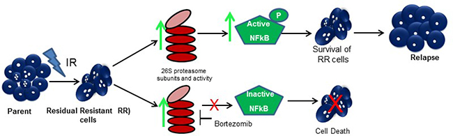 Proposed model for the study.