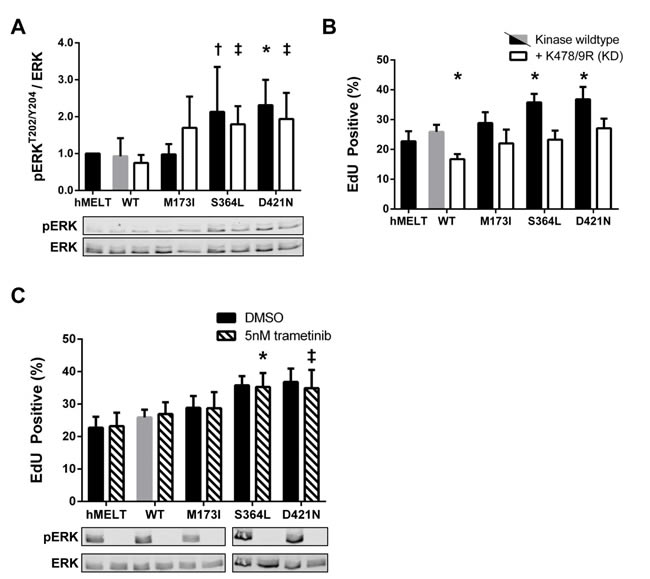 Kinase-independent