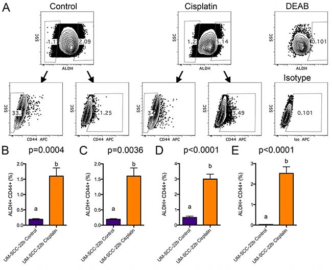 FACS analysis of cisplatin treated UM-SCC-22B cells.