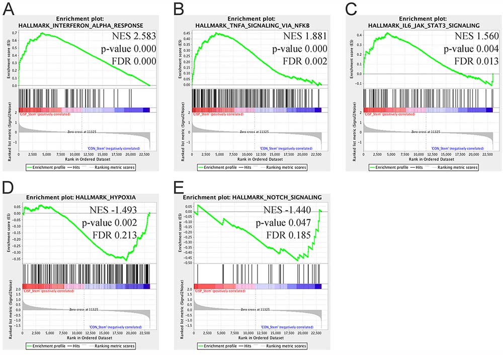 Gene Set Enrichment Analysis of cisplatin ALDHhighCD44high vs. control ALDHhighCD44high cells.