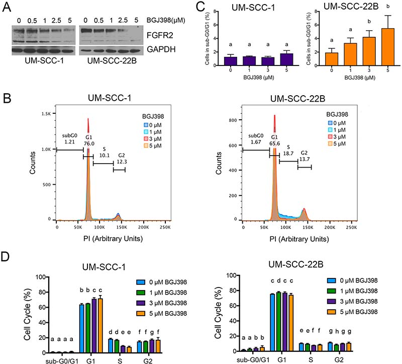 Effect of FGFR2 inhibition with BGJ398 on head and neck cancer cells.