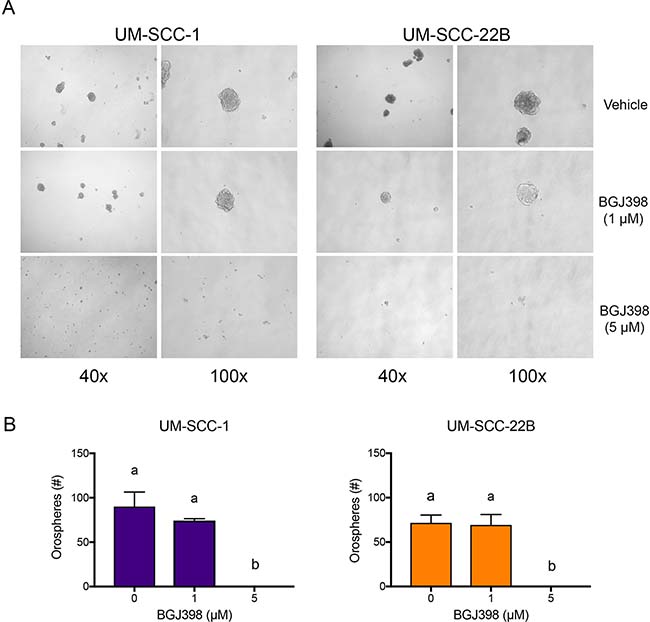 BGJ398 inhibits sphere formation of the UM-SCC-1 and UM-SCC-22B cells.