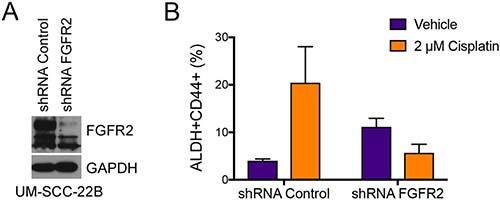 FGFR2 mediates cisplatin-induced increase in the fraction head and neck cancer stem cells.