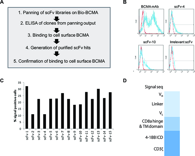 Identification of ScFv clones from human B cell antibody libraries that bind to cell surface-expressed BCMA.