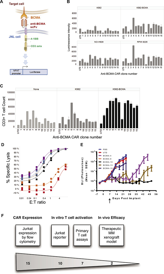 Identification of active and inactive clones using a reporter assay system.