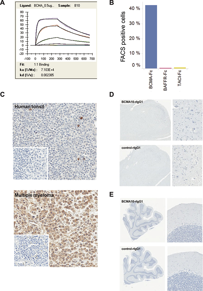 Evaluation of binding specificity and affinity of the clone 10 scFv.