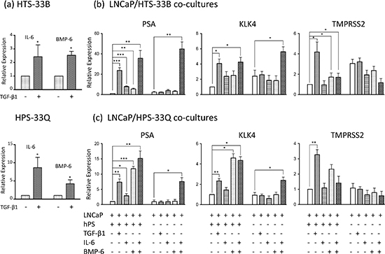 IL-6 and BMP-6 induces AR activation in LNCaP cells.
