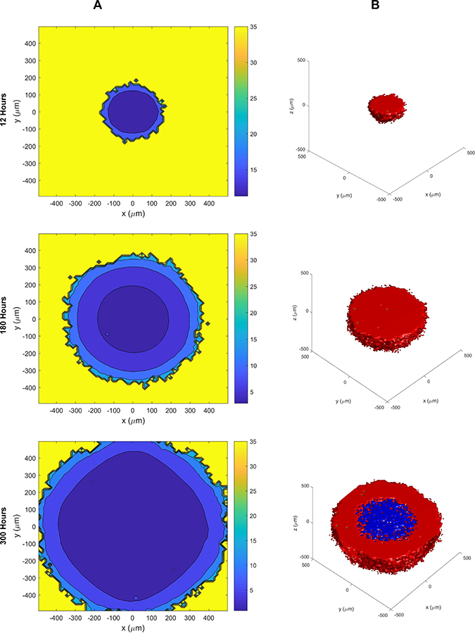 The cellular automaton model of SCLC growth and necrosis.