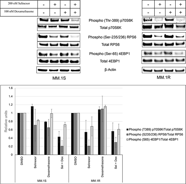 SEL-DEX inhibits the mTOR pathway.