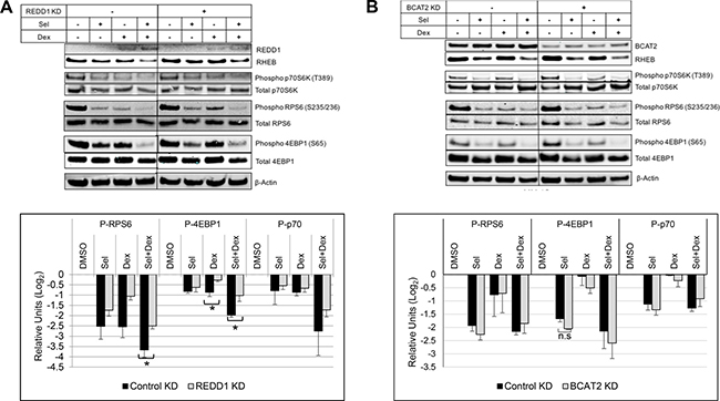 Silencing REDD1 reduces SEL-DEX inhibitory effect on mTOR-activity.