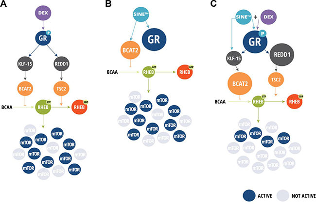 SEL-DEX proposed mechanism.