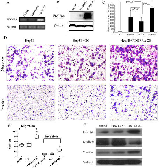 Stable PDGFR&#x03B1; overexpression (OE) in hepatoma cells promoted cell proliferation, migration and invasion.