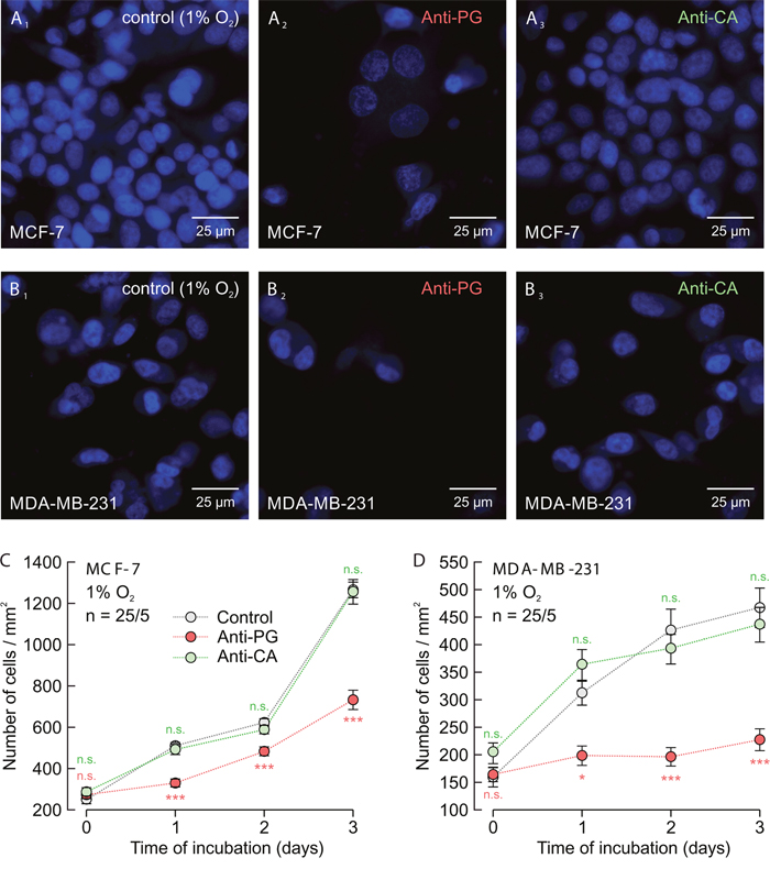 Antibodies directed against the PG domain, but not against the catalytic domain of CAIX inhibit proliferation of MCF-7 and MDA-MB-231 cells.