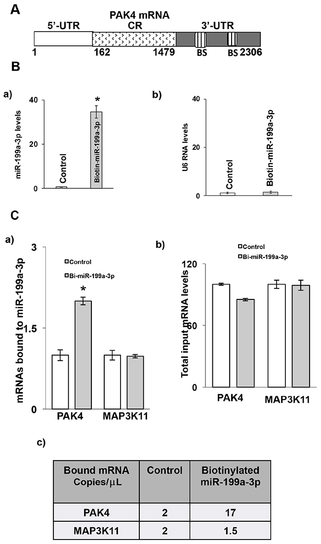 Association of miR-199a-3p with PAK4 mRNA.