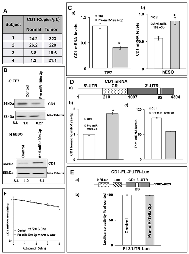 MiR-199a-3p decreases CD1 expression in human esophageal cells.
