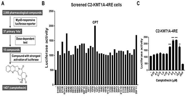 Cell-based screening of a small molecule library identifies camptothecin (CPT) as a potent activator of MyoD in KMT1A-overexpressing myoblast cells.
