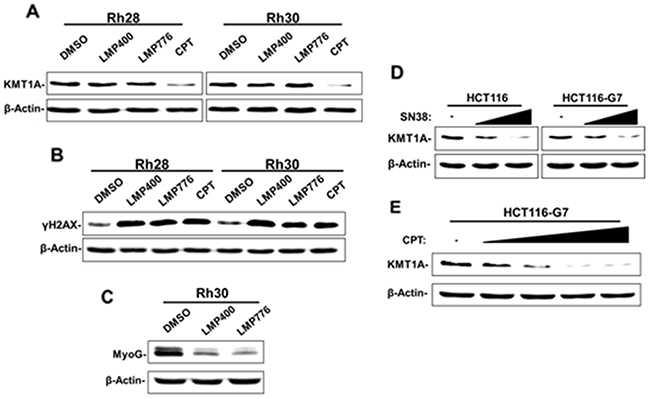 Downregulation of KMT1A by CPT is independent of TOP1-DNA cleavage complex.