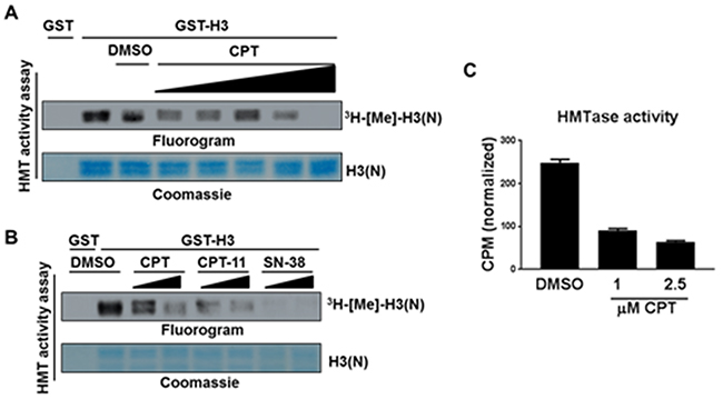 CPT inhibits KMT1A enzymatic activity in an in vitro reconstituted system.