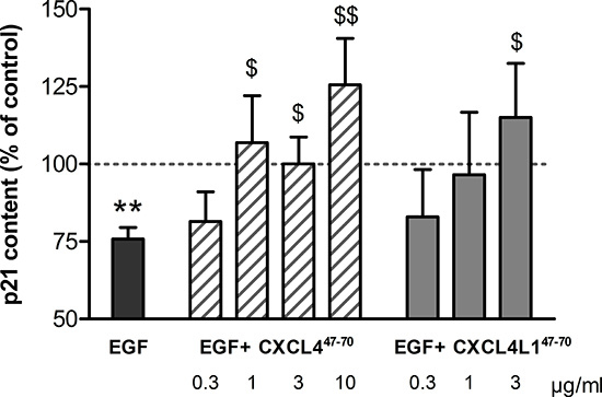 p21 content in HMVEC after CXCL447&#x2013;70 and CXCL4L147&#x2013;70 stimulation.