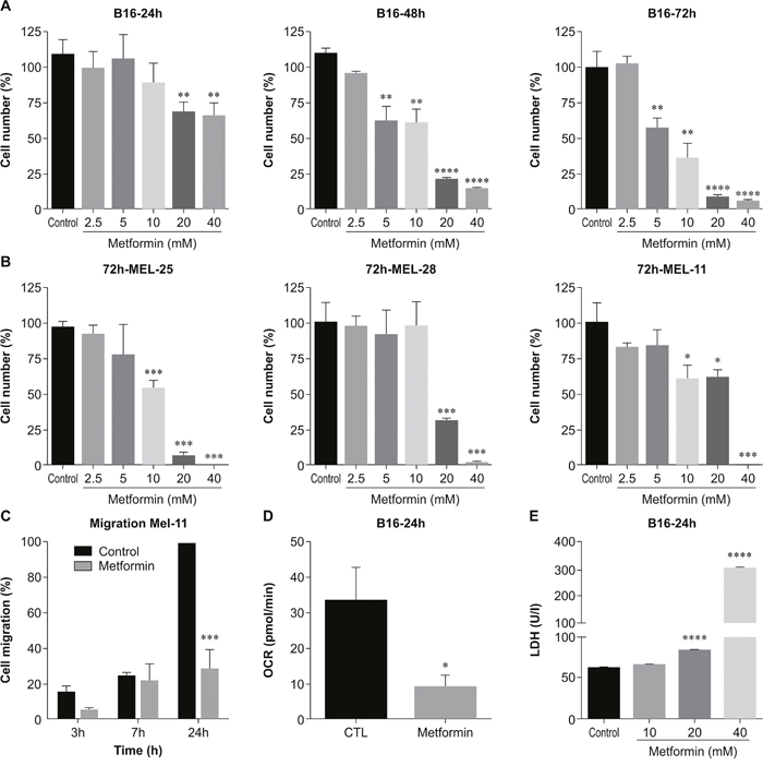 Metformin effects in melanoma cells in vitro.