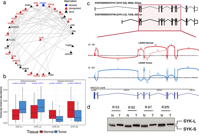 SYK, an aberration hub in ccRCC, is not affected by differential gene expression but by abnormal splicing.