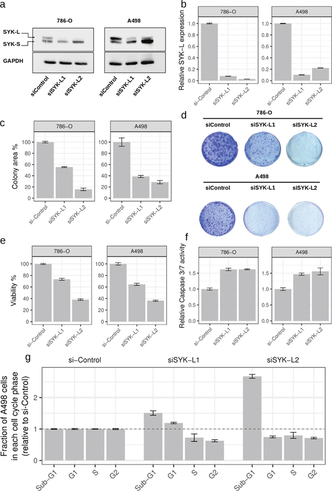 Inhibition of long isoform of SYK impairs proliferation of renal cancer cells.