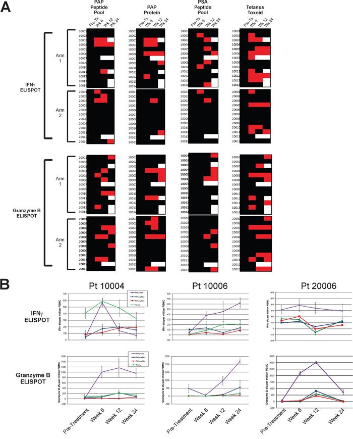 Immunological response - IFN&#x03B3; and Granzyme B ELISPOT.