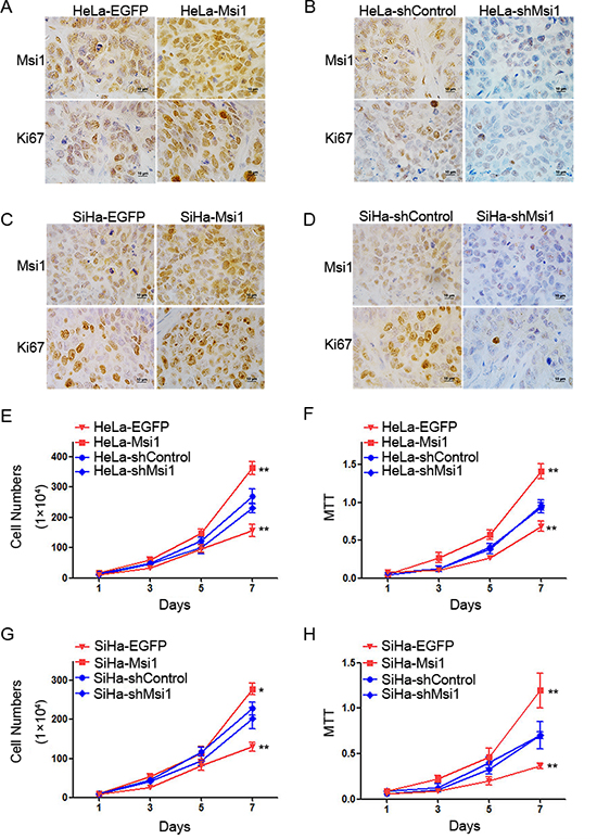 Msi1 promotes the proliferation of cervical cancer cells in vitro and in vivo.