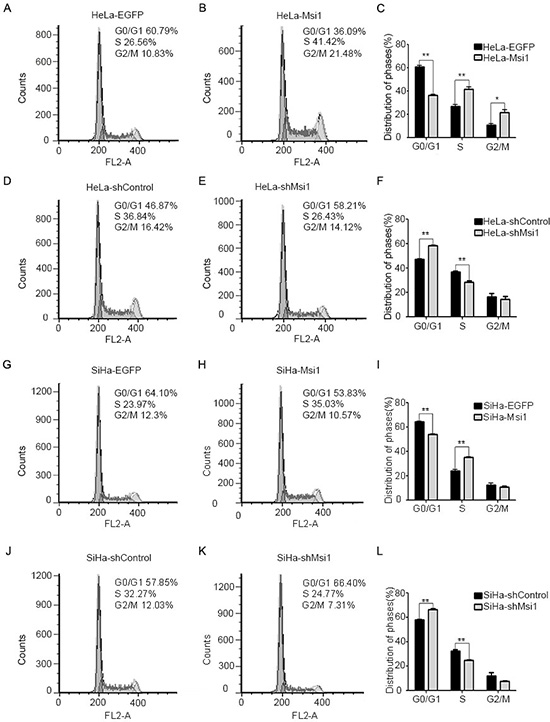 Msi1 accelerates the transition of the cell cycle from the G0/G1 phase into the S phase in cervical cancer cells.