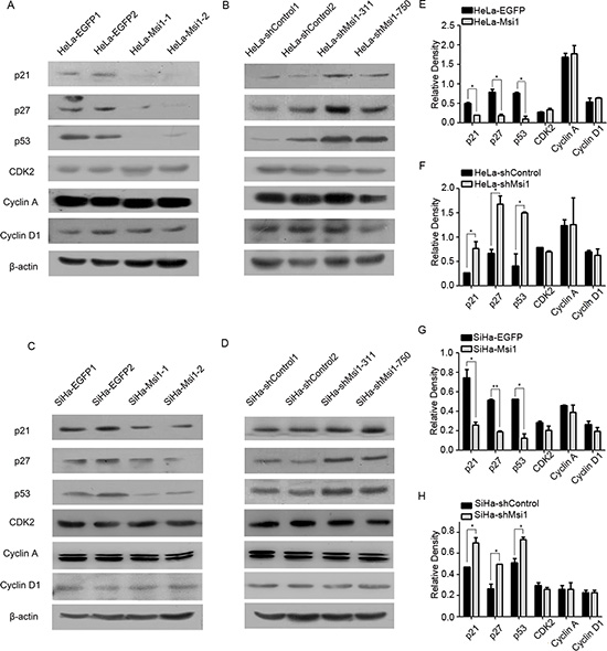 Msi1 represses the expression of the cell cycle regulators p21, p27 and 53 in cervical cancer cells.