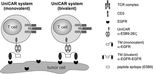 Redirection of UniCAR-armed T cells via EGFR-specific target modules.