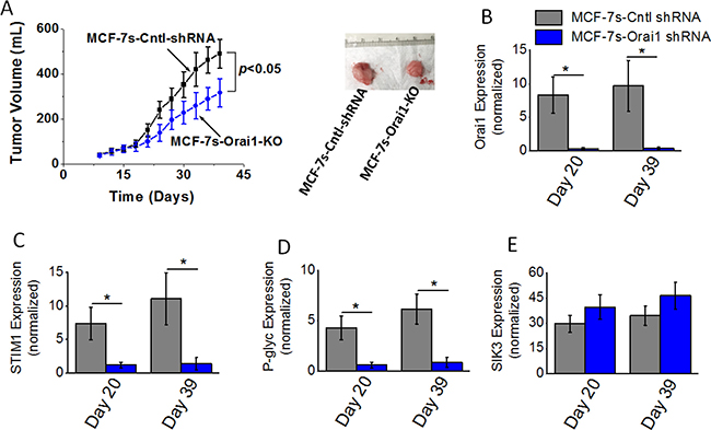 Tumorigenicity of high salt passaged breast cancer cells following shRNA knock down of Orai1 expression.