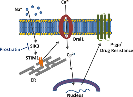 Schematic on the mechanism by which high salt induces calcium influx and P-glycoprotein mediated drug resistance.