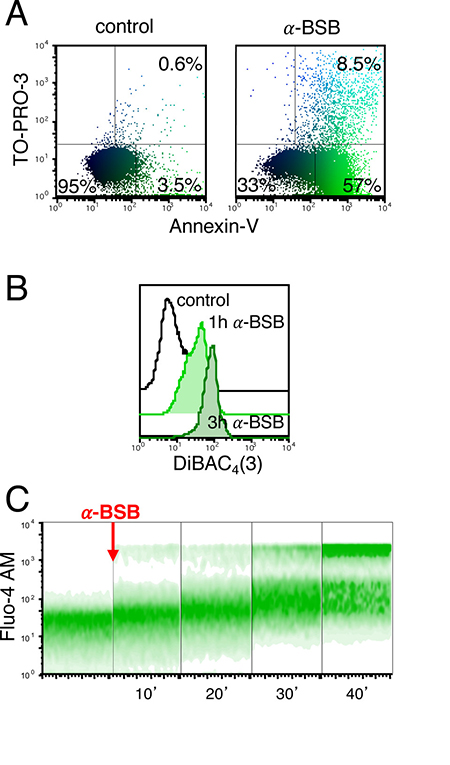 &#x03B1;-BSB caused rapid loss of plasma membrane integrity in B-CLL cells.