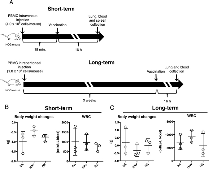 Creation of two humanized mouse models and effects of vaccination on body weight changes and WBCs.