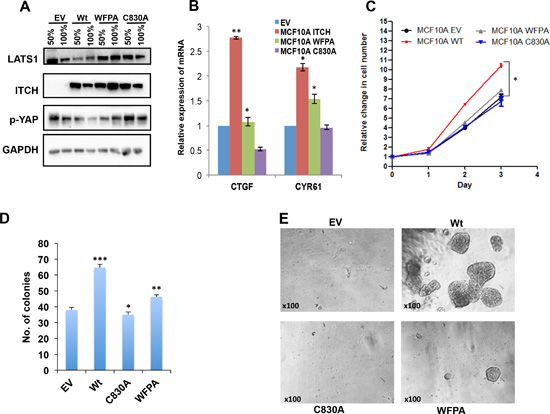 Effect of ITCH constructs overexpression in MCF10A cells.